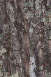 Chestnut oak